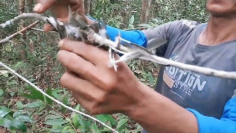 Pemasangan Kedua Pulut Burung Konin Malah Dapat Burung ini !! Belitung || Vlog #36