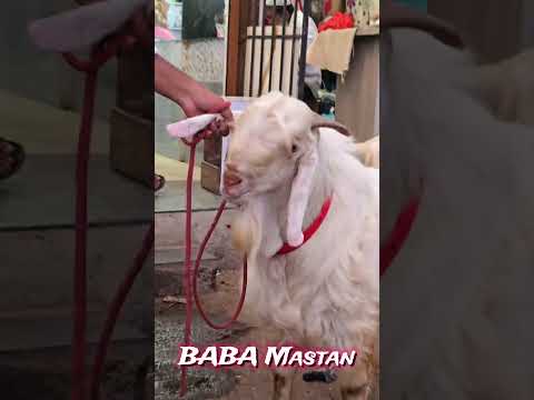 BABA MASTAN | Qurbani 2026 | thehashmivlogs | #viral #bakraeid #bakra #babamastan #qurbani2026
