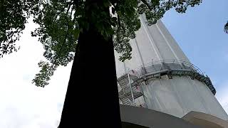 Jelutong tree KL tower 100 years old Jelutong Tree besides the KL Tower, Kuala Lumpur Tower Malaysia