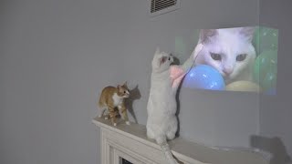 Cat Can't Stop Playing With The Projection Image Of Himself !!