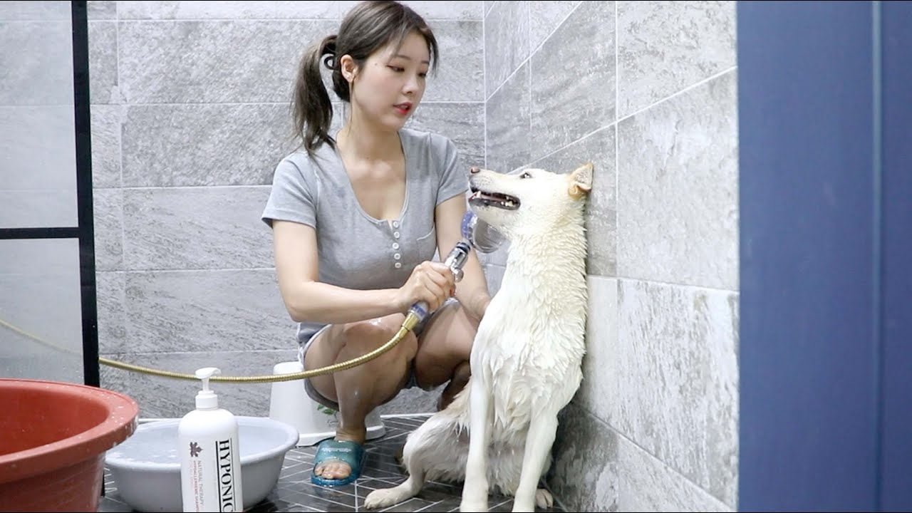 차마 씻기 싫다고 말못하고 눈으로만 욕하는 진돗개의 행동ㅋㅋㅋ / 강아지 목욕