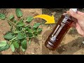 トマトの葉の持つ〇〇な成分でアブラムシを撃退する方法 / How to get rid of aphids with a certain ingredient in tomato leaves