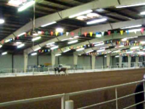 American Saddlebred Horses & Alec Peyton Jennifer....