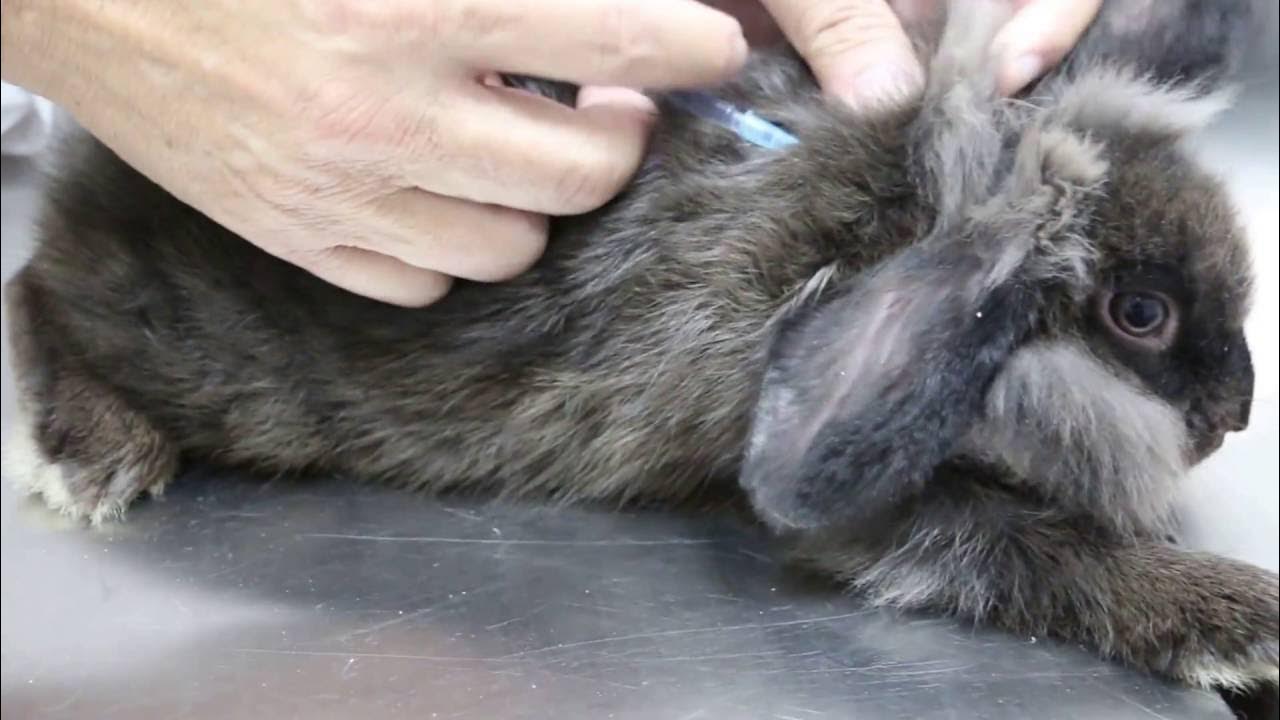 A 3monthold rabbit has crusty ears scabies. 2nd ivomectin injection