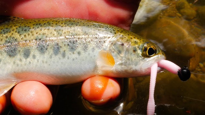 How To Fish MICRO Worms For TROUT In Creeks, Rivers, & Streams. 