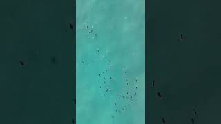 I was mesmerized watching these guys. #sea