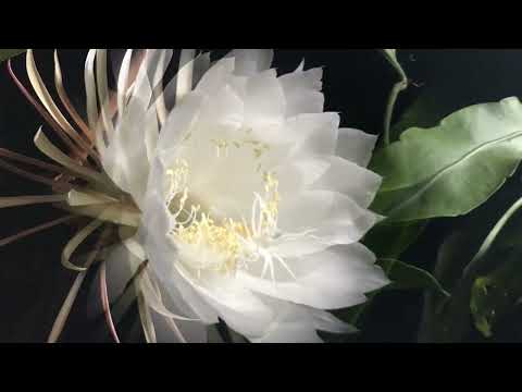 Epiphyllum Oxypetalum | Queen Of The Night| Timelapse L Full Bloom