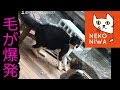猫　一発触発‼【毛が爆発‼】
