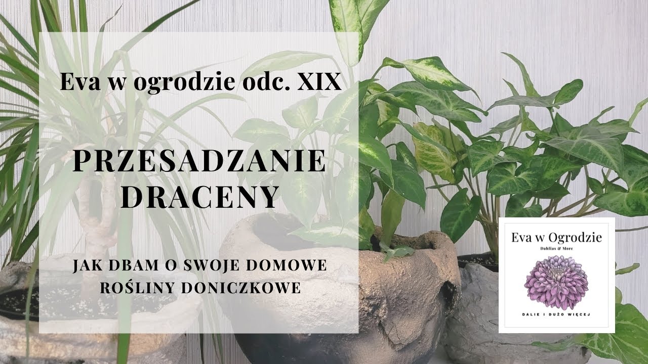 Przesadzanie draceny czyli jak dbam o swoje domowe roliny doniczkowe