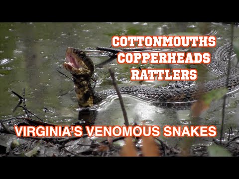 Cottonmouths, Copperheads, and Rattlers; Virginia&rsquo;s Venomous Snakes