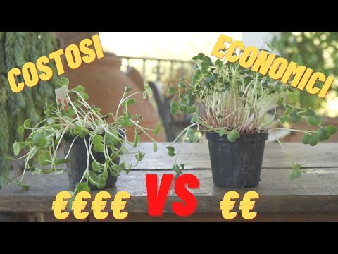 Video: Quanto costa una scatola di semi?