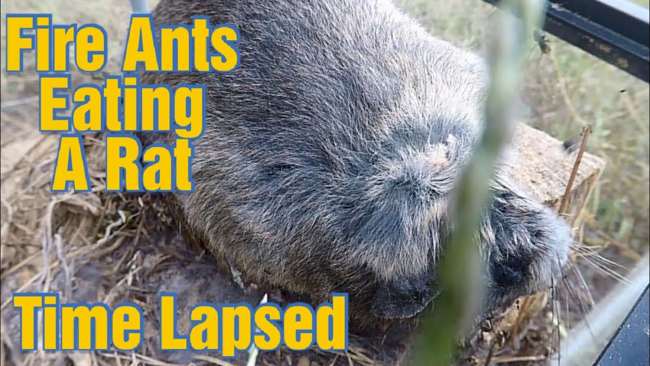 Hungry Fire Ants Timelapsed! Ants eating a Dead rat! YouTube