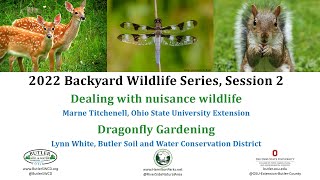 Backyard Wildlife Series #2: Dealing with nuisance wildlife and dragonfly gardening