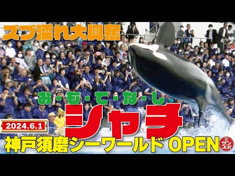 【上から下からシャチ!!】神戸須磨シーワールドが2024年6月1日オープン!