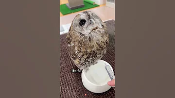 He Rescued An Owl But What He Did Next Broke Everyone S Heart Animals Friendship Us 