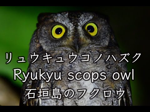 【かわいいフクロウ】リュウキュウコノハズク 石垣島 Ryukyu scops owl 4K
