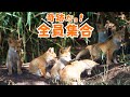 奇跡だョ!全員集合。自由でやんちゃな子狐が一堂に会した日