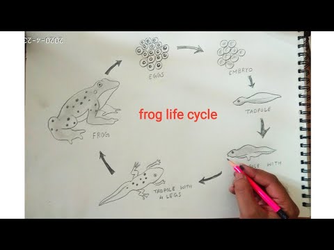 how to draw life cycle of frog