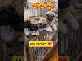 Cute Pug Puppies Waiting for Hugs 🥺🐾 🤗 !! #pug #pugpuppy #puppies #cutedog #doglover #funnydog #pets