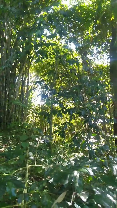 Mencari anakan burung SRDC #shortvideo #suaraburung  #anakanburung #AnakanSRDC