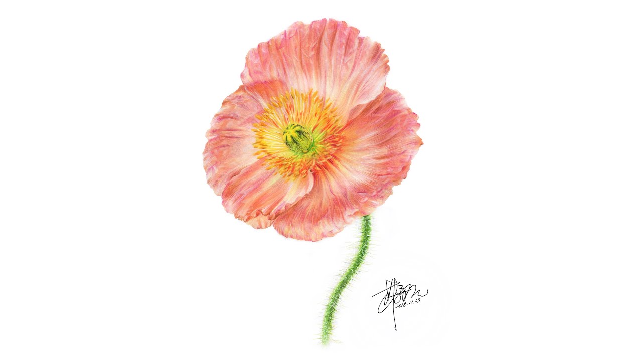 How To Draw A Poppy Flower With Copic Markers 罌粟花麥克筆表現技法 Youtube