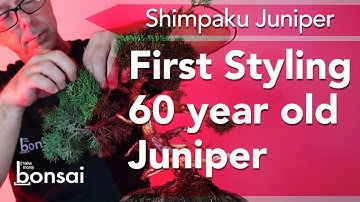 Bonsai Shimpaku Juniper - First styling - What to do when you don