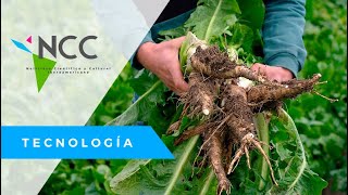 Una milenaria planta es ahora motivo de estudio para desarrollo de medicamentos