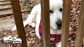 私退屈してるんですけど...座り込みでアピールしたルンルンです　Great Pyrenees　グレートピレニーズ