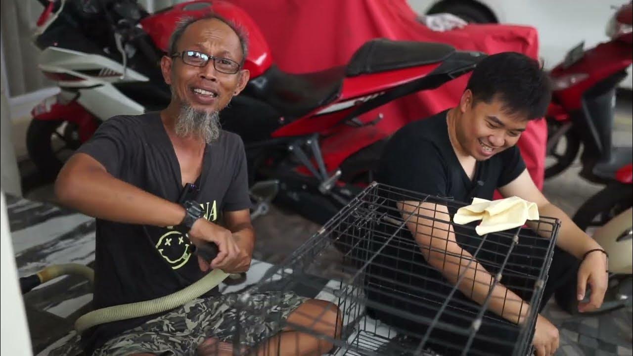 GROOMING TALK #3 , Blower Kucing BSH Untuk Pertama Kali..