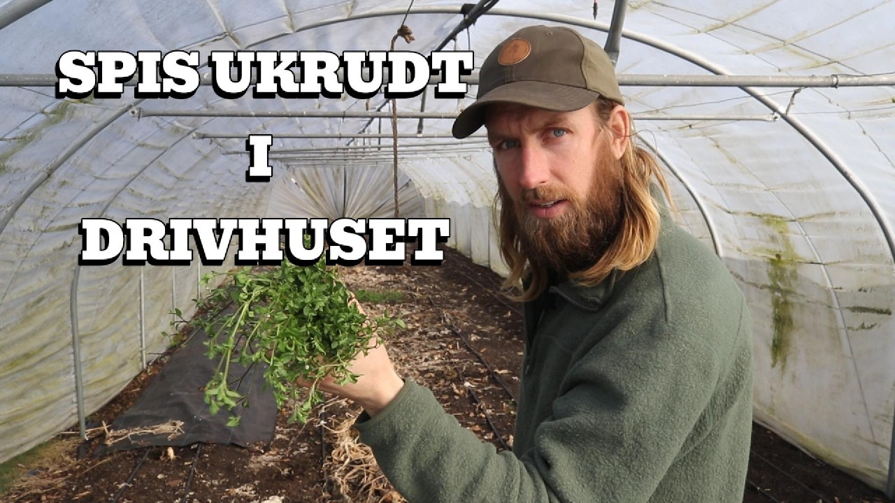 KLARGØRING AF KØKKENHAVEN - KURSUS I MIKROGRØNT - SPISELIGT UKRUDT I DRIVHUSET