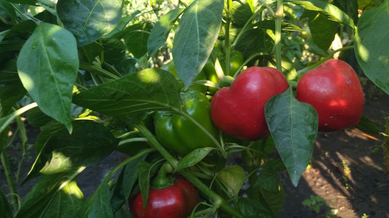 Чим підживити перець у серпні для того, щоб максимально зібрати врожай | Прості поради