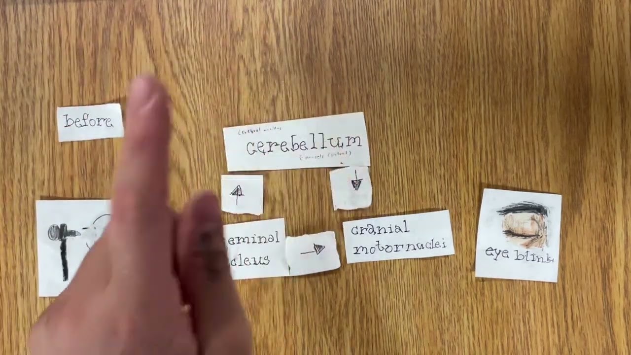 Neur241: fig 13.20-neural circuit for conditioning the eye-blink reflex