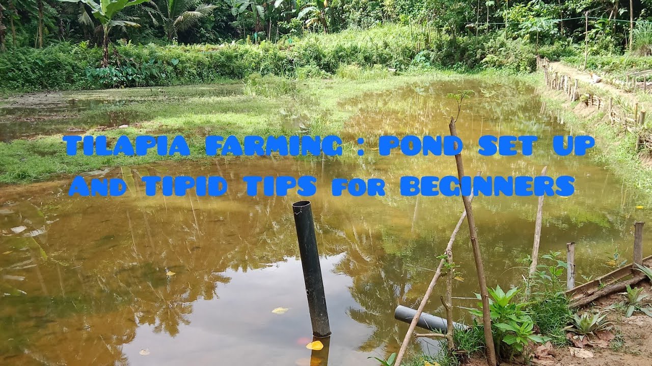 TILAPIA FARMING : POND SET UP And TIPID TIPS for BEGINNERS