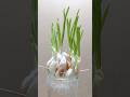 SUPER AGLIO IN 7 GIORNI, COLTIVALO IN ACQUA! ecco come coltivarlo in casa #shorts  #giardinaggio