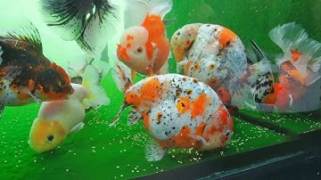 Leo 6 tầng lầu để xem HỒ CÁ VÀNG cực kỳ CHILL trên sân thượng và CÁI KẾT bất ngờ #cavang #ranchu