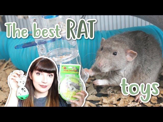 Best Toys For Rats Foraging