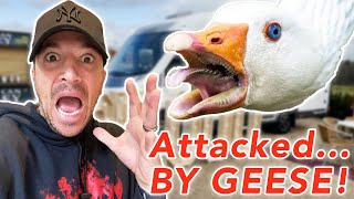 PETER ANDRE | ATTACKED... BY GEESE! (SCARY)