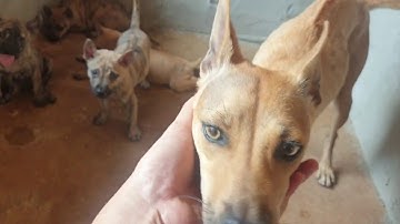 Về thăm lại trại chó phú quốc sài gòn 11-3