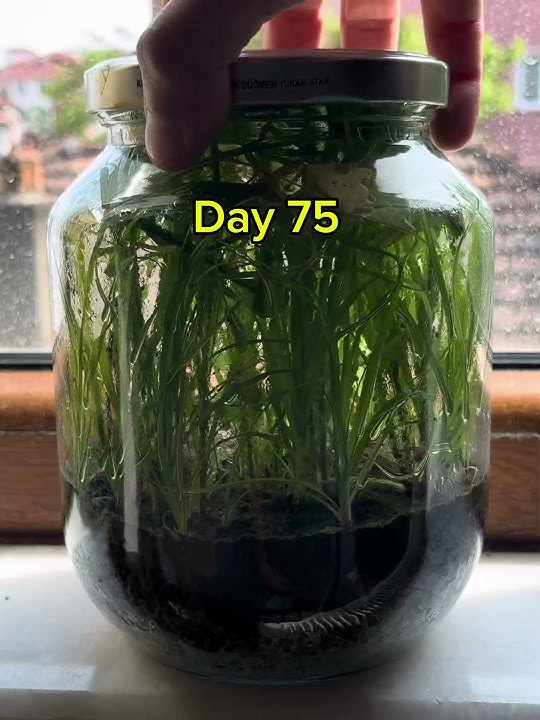 I Put Soil In A Jar, This Happened! #ecosystem #terrarium #vivarium