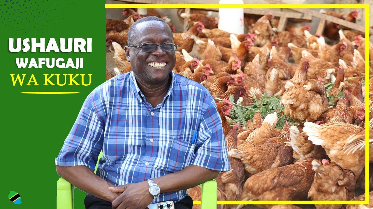 USHAURI KABLA HUJAANZA KUFUGA KUKU ZINGATIA MAMBO HAYA #kilimoufugaji