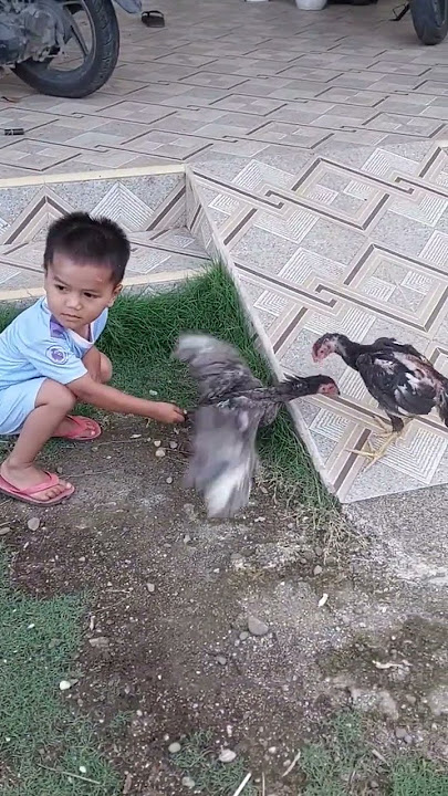 bocah adu ayam