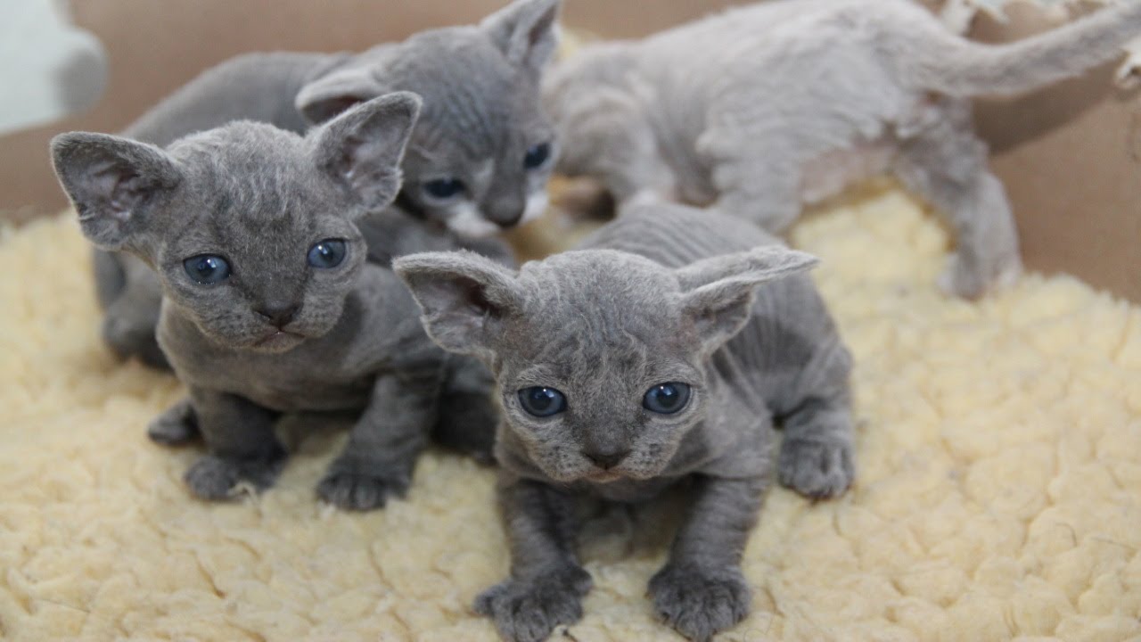 Cutest Devon Rex Kittens Youtube