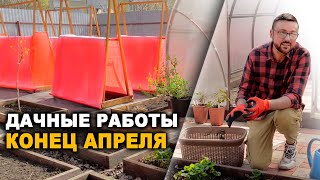 Галловая тля / посев огурцов / красный огород. Дачный угодник - конец апреля