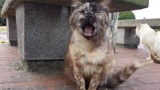 【野良猫】猫の集会に潜入【地域猫】