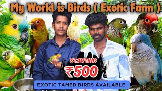 Exotic birds farm in Chennai⁉|MONK|AMAZON PARROT|FOR SALE|#exotic#brids #exoticbird#bird#parrot