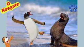 Animais Engraçados  O RESGATE DOS PINGUINS  Binho e Mel