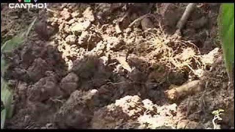 Ký ức miền Tây Kỳ 200 Mùa cá chạch