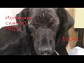 Слепую собаку Животные встречали в приюте Дари добро Новосибирск blind dog rescue