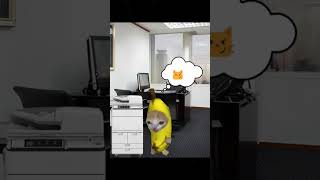 Happihappihappi office gone wrong #bananacat #catmemes #cat #happyhappycat #spydezz #memes