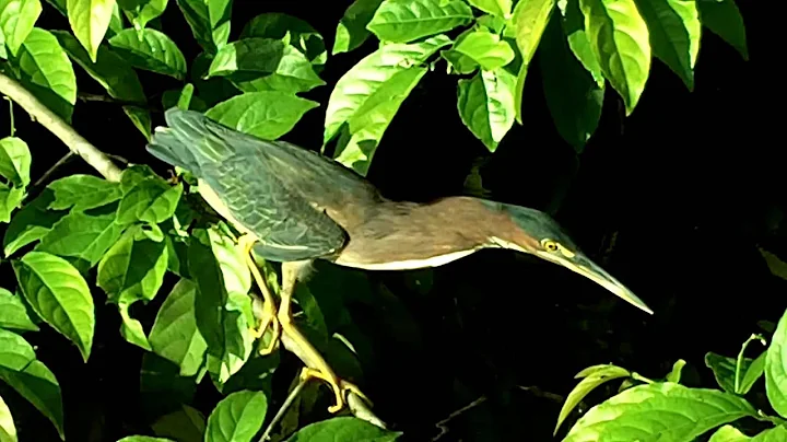 On the way to Tortuguero, Costa Rica